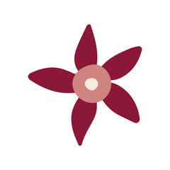 Christmas flower poinsettia, vector illustration