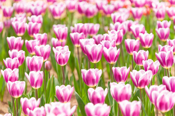 Fototapeta premium チューリップの並び