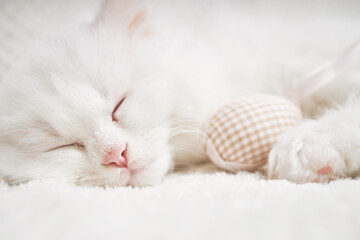 Happy Easter. Fluffy white kitten sleeps hugging an Easter egg. 