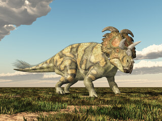 Fototapeta premium Dinosaurier Albertaceratops