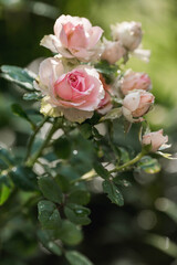 Pink rose of a beautiful pastel shade with dew at dawn. Beautiful sunlight. The background image is green and pink. Natural, environmentally friendly natural background.