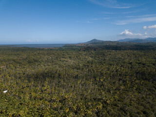 Palms tree and jungle of the Dominican Republic birds view