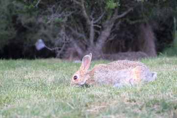 A wild rabbit eating his food
