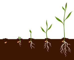 Growth process steps. Seeds sprout in ground. Steps sequence of germinating seedlings. Development cycle of vegetables in nature. Sprout growth process infographic
