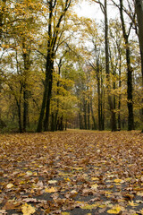 Autumn foliage.
Tree-lined parkway with typical autumn day and colors.