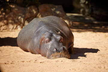 A large African hippopotamus sleeps in the sun