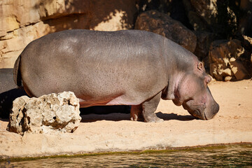 A large African hippopotamus basks in the sun