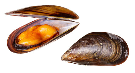 Fresh and cooked mussel isolated