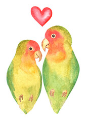 Watercolor lovebirds pair isolated on white background