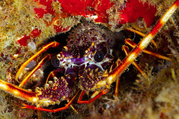 Palinurus elephas - Langosta en su agujero protegiéndose con sus antenas