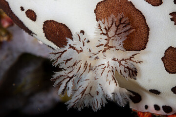 Nudibranquio con todo su colorido entre el arrecife de roca del mar mediterráneo