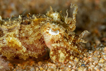 Sepia intentando cazar en el fondo marino del mediterráneo