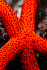 Echinaster sepositus, detalle de una estrella de mar en el arrecife del mediterr&aacute;neo.