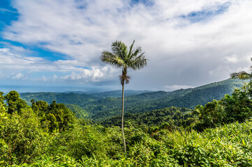 Fototapeta na wymiar A view high up in the tropical rainforest in Puerto Rico on a bright sunny day