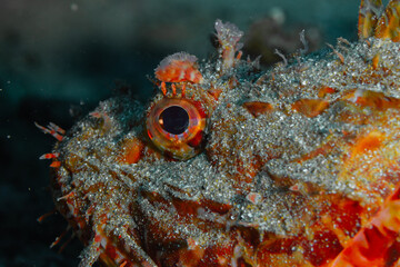 Escórpora camuflada en el fondo del mar mediterraneo.