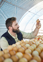 Farm, agriculture and farmer with egg for inspection, growth production and food industry. Poultry...