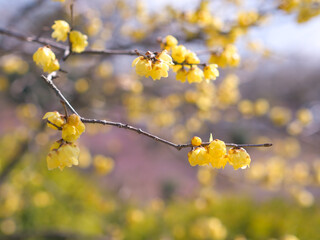 満開のロウバイ