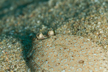 Bothus podas podas - Lenguado en la arena