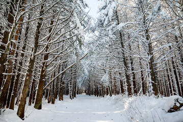 Beautiful Winter Forest with Pine Trees Covered with Snow . Vitosha Mountain ,Bulgaria 
