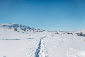 Fototapeta na wymiar Beautiful Winter Landscape with Pine Trees Covered with Snow . Vitosha Mountain ,Bulgaria 