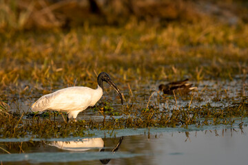 Threskiornis melanocephalus or Black headed ibis or black necked ibis closeup side profile with reflection in water at wetland of keoladeo national park bharatpur bird sanctuary rajasthan india asia