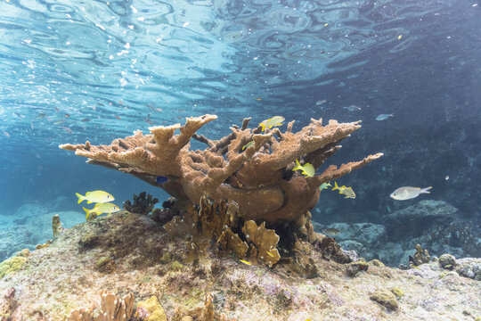 Seascape with Elkhorn Coral in the coral reef of the Caribbean Sea