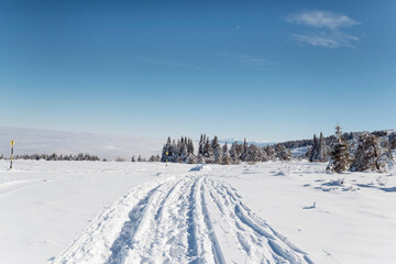 Beautiful Winter Landscape with Pine Trees Covered with Snow . Vitosha Mountain ,Bulgaria 
