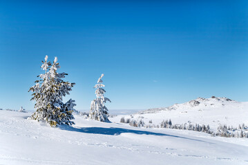Obraz premium Beautiful Winter Landscape with Pine Trees Covered with Snow . Vitosha Mountain ,Bulgaria 