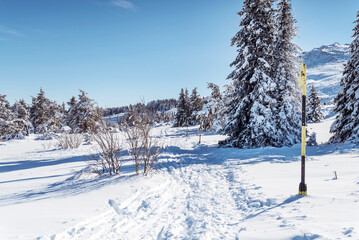 Fototapeta premium Beautiful Winter Landscape with Pine Trees Covered with Snow . Vitosha Mountain ,Bulgaria 