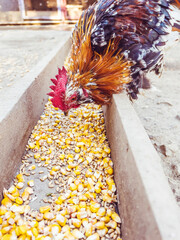 Beautiful miniature rooster eating corn 
