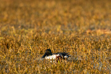 Northern shoveler or shoveller or Anas clypeata or Spatula clypeata closeup floating in wetland of keoladeo national park or bharatpur bird sanctuary rajasthan india asia