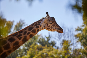 Head of a giraffe close-up against the sky and trees
