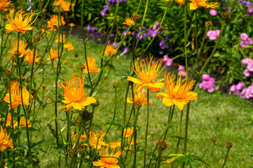 Obraz premium Beautiful orange flowers of Trollius in the garden in the flower bed.