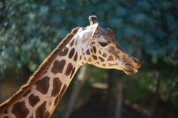 Head of a giraffe close-up against the trees
