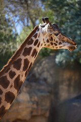 Head of a giraffe close-up against the rocks and trees