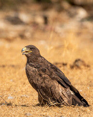 Steppe eagle or Aquila nipalensis with wingspan in golden hour light during winter migration at desert national park jaisalmer rajasthan india asia