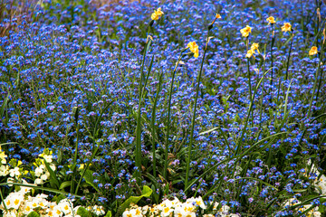 Garden with bright little blue flowers at Hyde Park in London, England