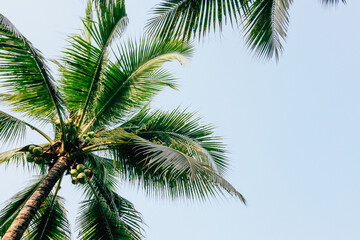 Fototapeta na wymiar Low angle view coconut tree. Nature landscape.