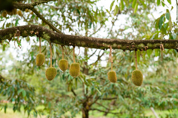 Fresh small durian on tree in Chanthaburi, Thailand, king of fruit in Thai, product quality for export, small durians waiting to be planted until they are ready to be harvested