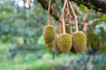 Fresh small durian on tree in Chanthaburi, Thailand, king of fruit in Thai, product quality for...