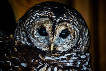 Barred Owl