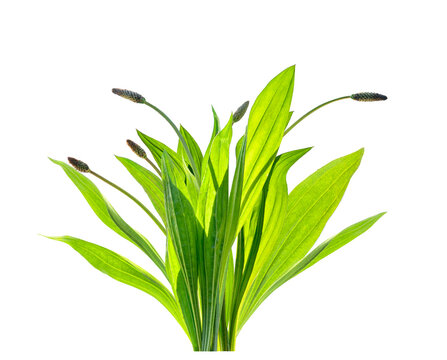 Plantago Lanceolata medicinal herbal plant isolated on transparent background, png