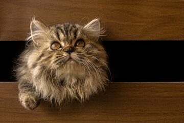 Close-up of a fluffy tabby Persian cat sticking its head through a gap in a piece of furniture