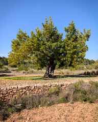 Fototapeta premium VISTA DE UN ALGARROBO (Ceratonia Siliqua)