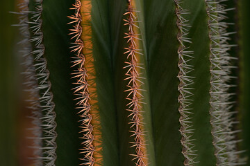 VISTA DE CERCA DE UN CACTUS