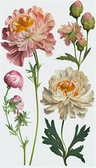  Peony in acrylic paint, Flower Illustration Set. Invitations and Cards. Generative AI © Mowgli