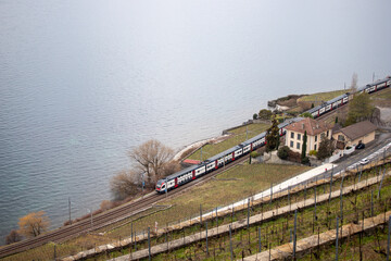 train in the vineyards. railroad on the lake. swiss train