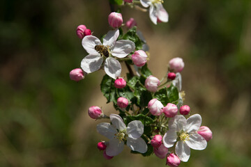 Bee collects nectar and pollinates flowers of flowering apple tree fruit tree in garden on green background