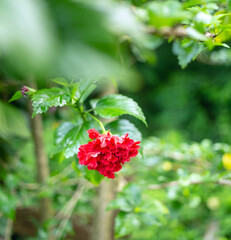 Red Hibicus hybrid, a Shoe flower is beautiful blooming flower green leaf background. Spring growing red Chinese Rose  flowers and nature comes alive