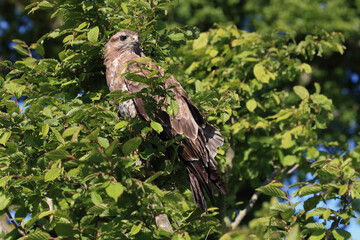 A portrait of a Common Buzzard perched in a tree
